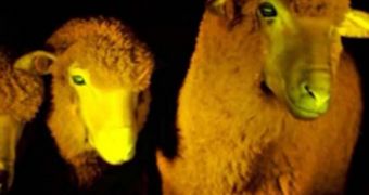 Glow-in-the-Dark Sheep Created by Scientists in Uruguay
