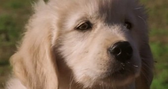 Sad puppy in GoDaddy's now-canned Super Bowl 2015 commercial