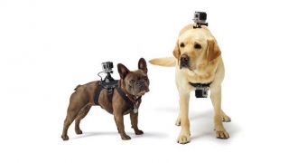 GoPro Fetch Harness Will Let You See the World from Your Dog’s Perspective