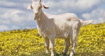At first glance, goats don't appear to be the violent type