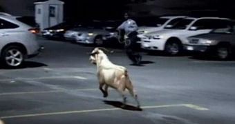 Goat Escapes Slaughterhouse, Goes for a Walk Around Brooklyn