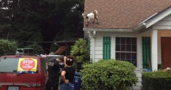 A goat gets stuck on a rooftop