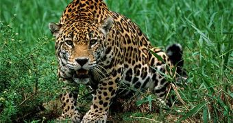 Jaguars in French Guiana's national park are threatened by plans to mine in the area