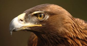 Golden eagle flies 100 miles to be reunited with owner