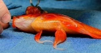 Vet in Australia operates on 10-year-old goldfish, saves its life