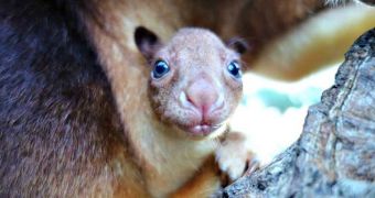 Tree kangaroo joey born at Taronga Zoo in Australia