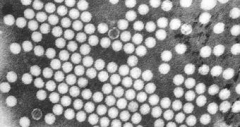 Electron micrograph of the poliovirus, a species of Enterovirus