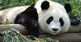 Panda gets an update