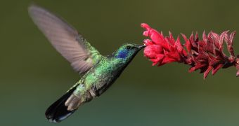 Google's Hummingbird is "fast and precise"