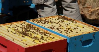Google's Profits from the Beekeeping Business, 405lbs of Honey