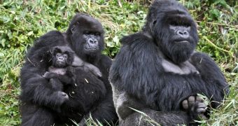 Gorilla family readies to return to their native lands in West Africa