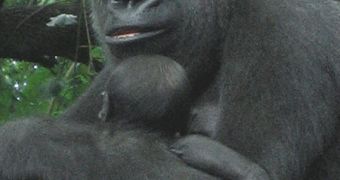 Gorillas' gestural patterns may hold clues as to development of our language