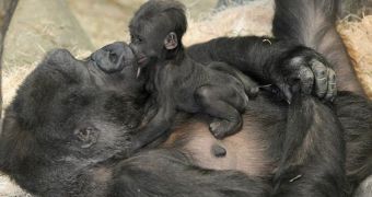 Chicago's Brookfield Zoo is now home to a baby gorilla