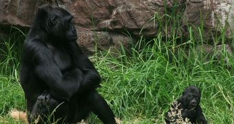 Gorillas play games too, and even turn them down a notch to allow youngsters in too