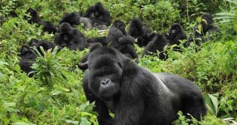 Mountain gorillas dismantle trap set up by poachers