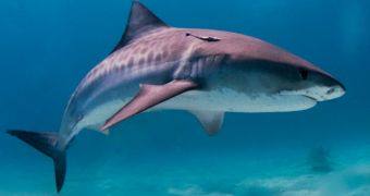 Governor Cuomo outlaws shark fin trade in New York