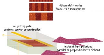 Varying the width of the ribbons changes plasmon resonant frequency and absorbs corresponding frequencies of terahertz light