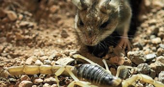 Grasshopper mice don't feel pain when stung by an Arizona bark scorpion, researchers say