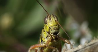Grasshoppers switch to eating more carbohydrates when spiders start hunting them en mass