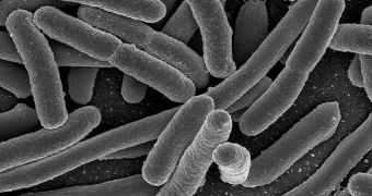 E. coli can endure up to 400,000 times the natural gravity of Earth