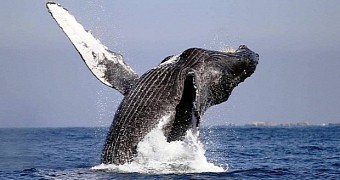 Gray whale sets new migration record