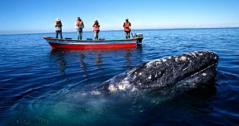 Gray Whales Begin Their Migration, People Gather by the Hundreds to See Them