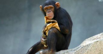 Chimpanzee and other Great Apes laugh when they are tickled, which may imply the fact that we share the same genetic origin for the behavior as they do