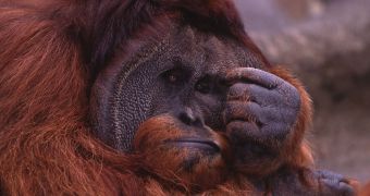 Great apes experience mid-life crisis, too