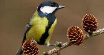 Researchers are confident great tits will adapt to climate change, manage to survive on the long run
