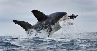 Great white loses tooth while trying to catch mock seal