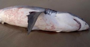 Sea lion kills great white shark after becoming lodged in its throat