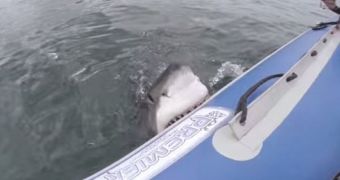 The giant shark approached the boat and sunk its teeth into its rubber edges