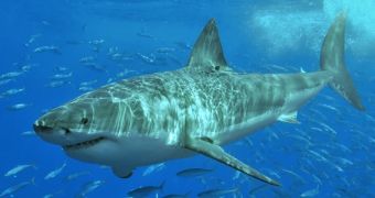Great White Sharks can live well beyond the age of 70, a new study determines