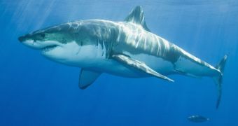 Great white sharks are now protected under California's Endangered Species Act