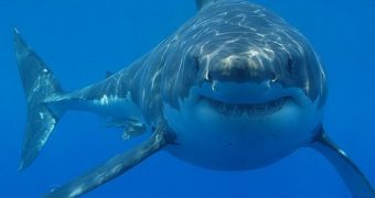 Great white sharks living in the Mediterranean originated from Australia/