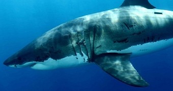 Great white shark attacks women kayaking off the coast of Massachusetts, US