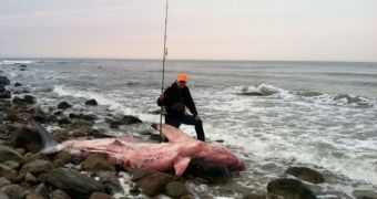 Great White Washes Ashore in New England, Two Beaches Are Closed