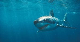 Great whites are spotted in Cape Cod