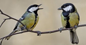 Researchers find great tits in the UK choose their peers and mates to suit their personality