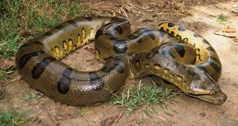 20-Month-Old Green Anaconda Dies