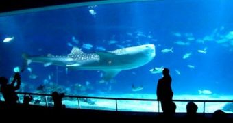 Whale shark living at an aquarium in Taiwan must be set free, green groups say