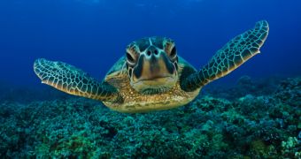 Conservationists say green sea turtles are making a comeback on the Floridian coastline
