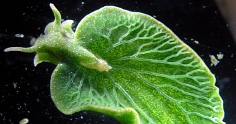 These sea slugs are capable of photosynthesis