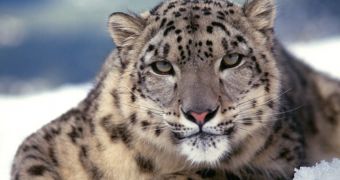 The WWF is asking people to symbolically adopt a threatened or endangered animal