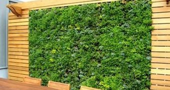 Green walls can help improve on air quality in urban areas