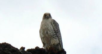 Some gyrfalcon nests in Greenland have been in use for more than 2,500 years, as evidenced by carbon dating