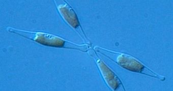 Diatom algae studies may reveal the climate history of western Greenland