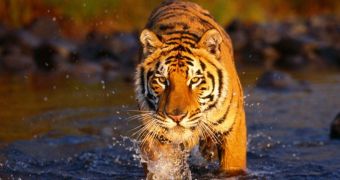 Greenpeace and KFC discuss the future of tigers over coffee and cookies