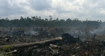 Illegal burning of peatswamp forest for oil palm development
