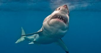 Greenpeace demands that New Zealand issue a ban on shark finning